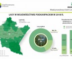 Infografika - Międzynarodowy Dzień Lasów 2020 Foto